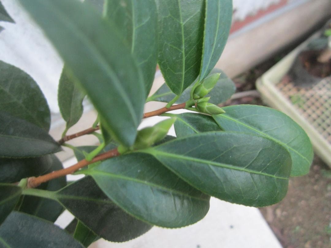 【user_089a169c様ご注文苗】その１