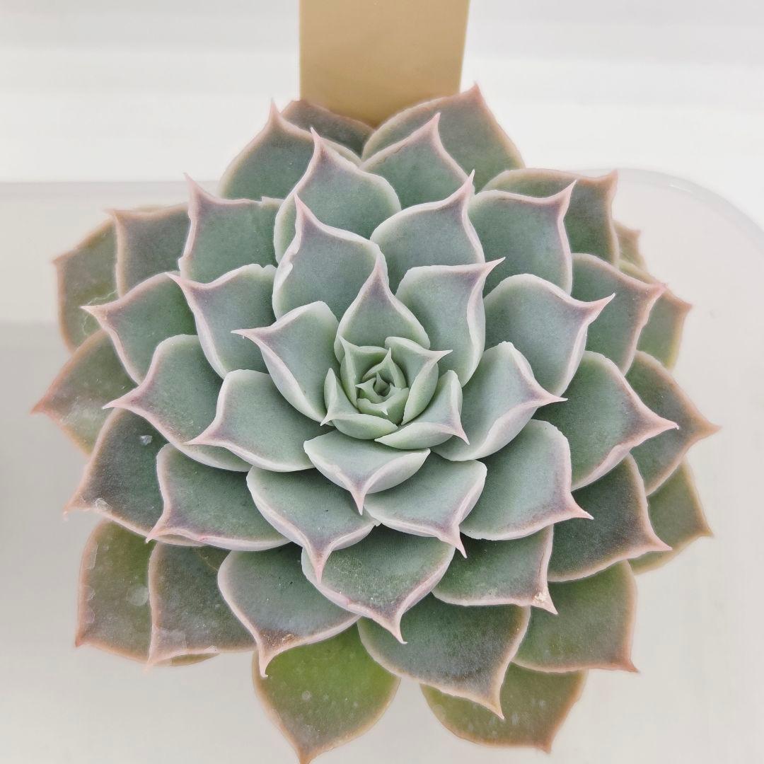 なおこ 5苗 メルカリ便送料込