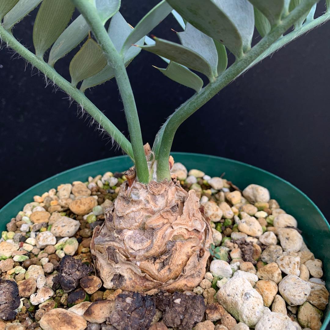 南ア産・発根済】エンセファラルトス・ホリダス ｜ショートリーフ！No3