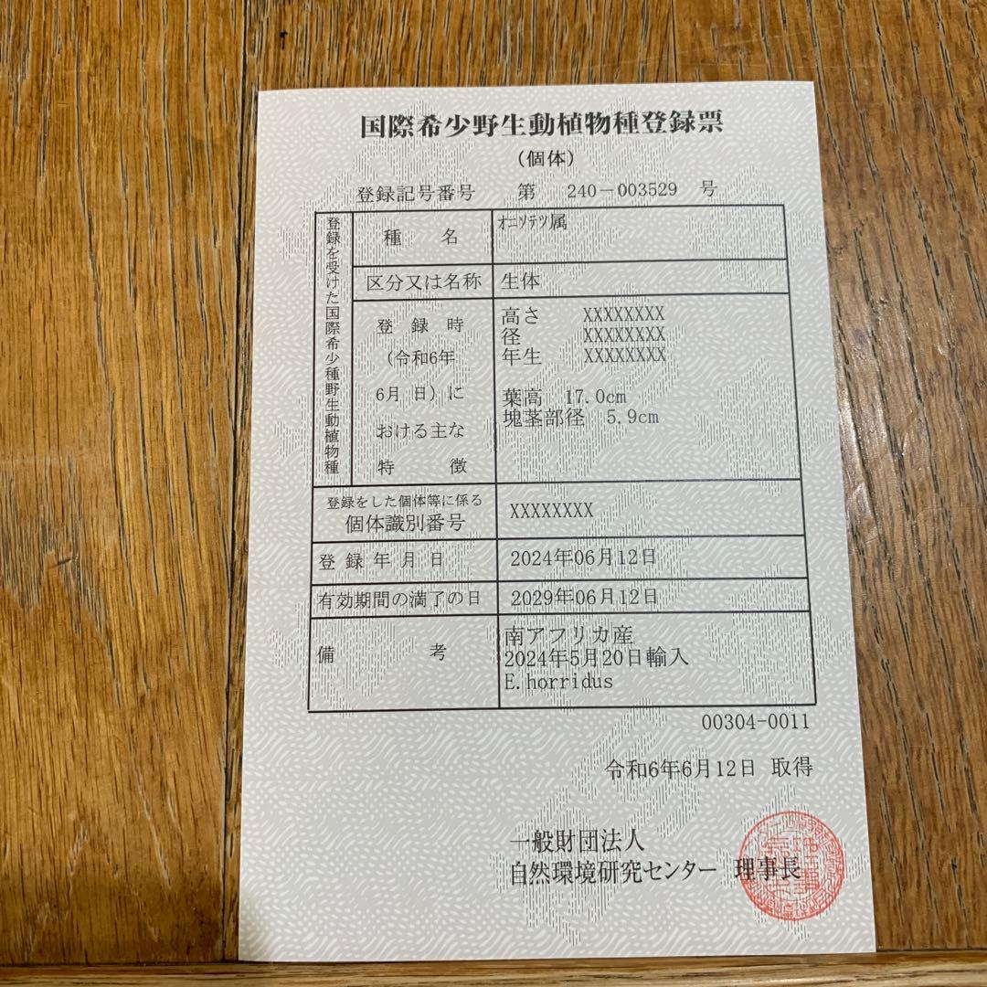 南ア産・発根済】エンセファラルトス・ホリダス ｜ショートリーフ！No3