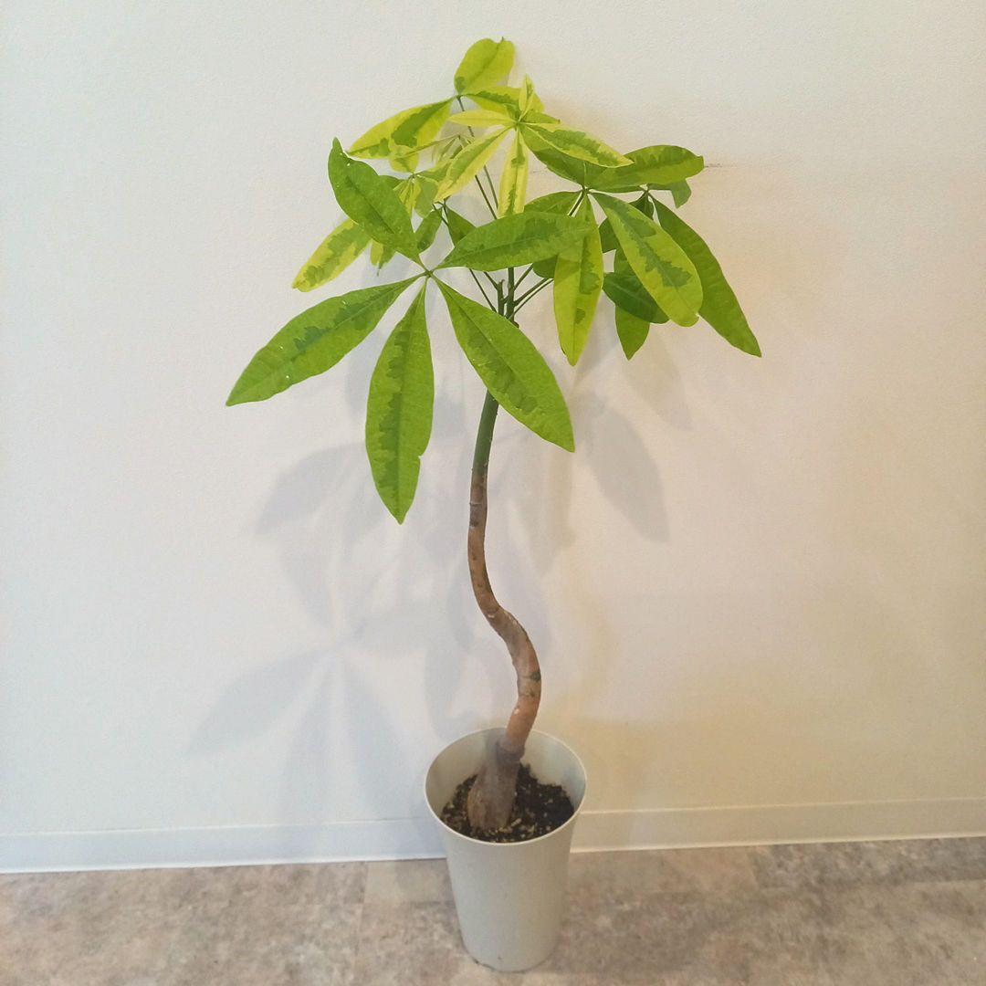 紅*椿様 超絶希少 パキラムーンライト 実生 幹太曲がり 極上斑入り