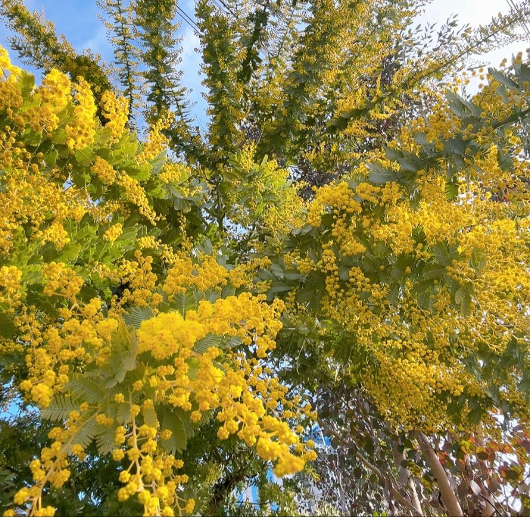 ミモザ　yuri　コンパクト発送