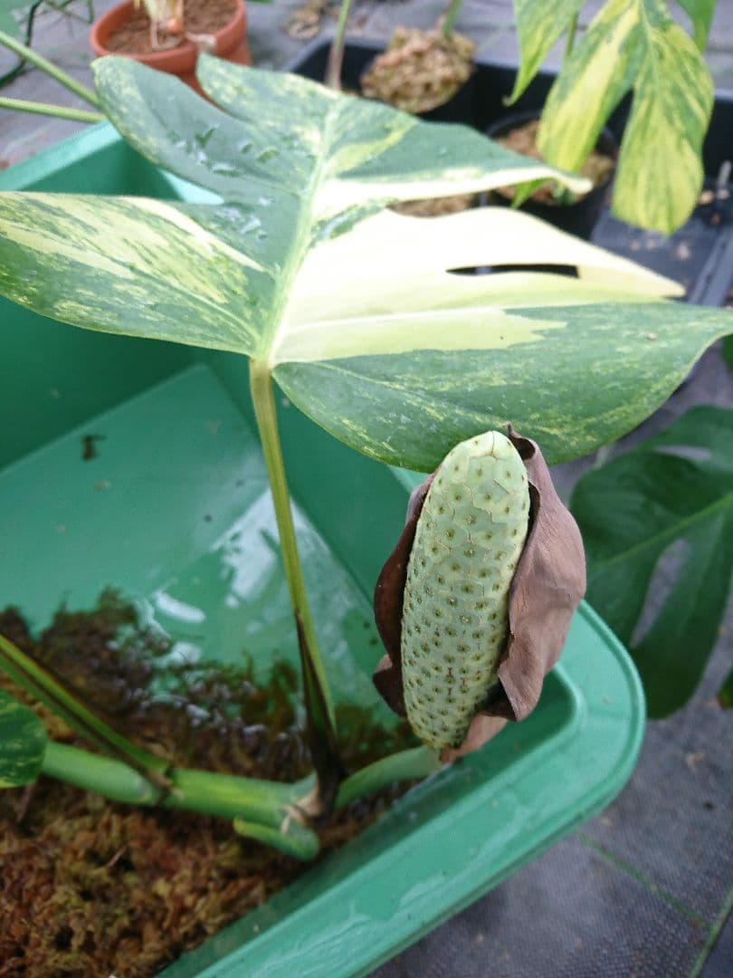 希少 果実 極上 黄斑 実 美しい 斑入り 極美 モンステラ 極斑 オーレア