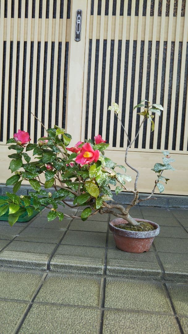 吹流し 椿盆栽 やぶツバキ 20年生 盆栽 実生 鉢ごと発送 送料無料 ツバキ（つばき・椿）花もの盆栽の「販売と育て方・作り方」