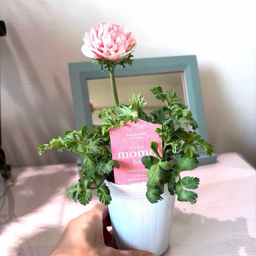 【1年株】八重咲きアネモネ momo もも　オフホワイト赤みピンク系《2/5》