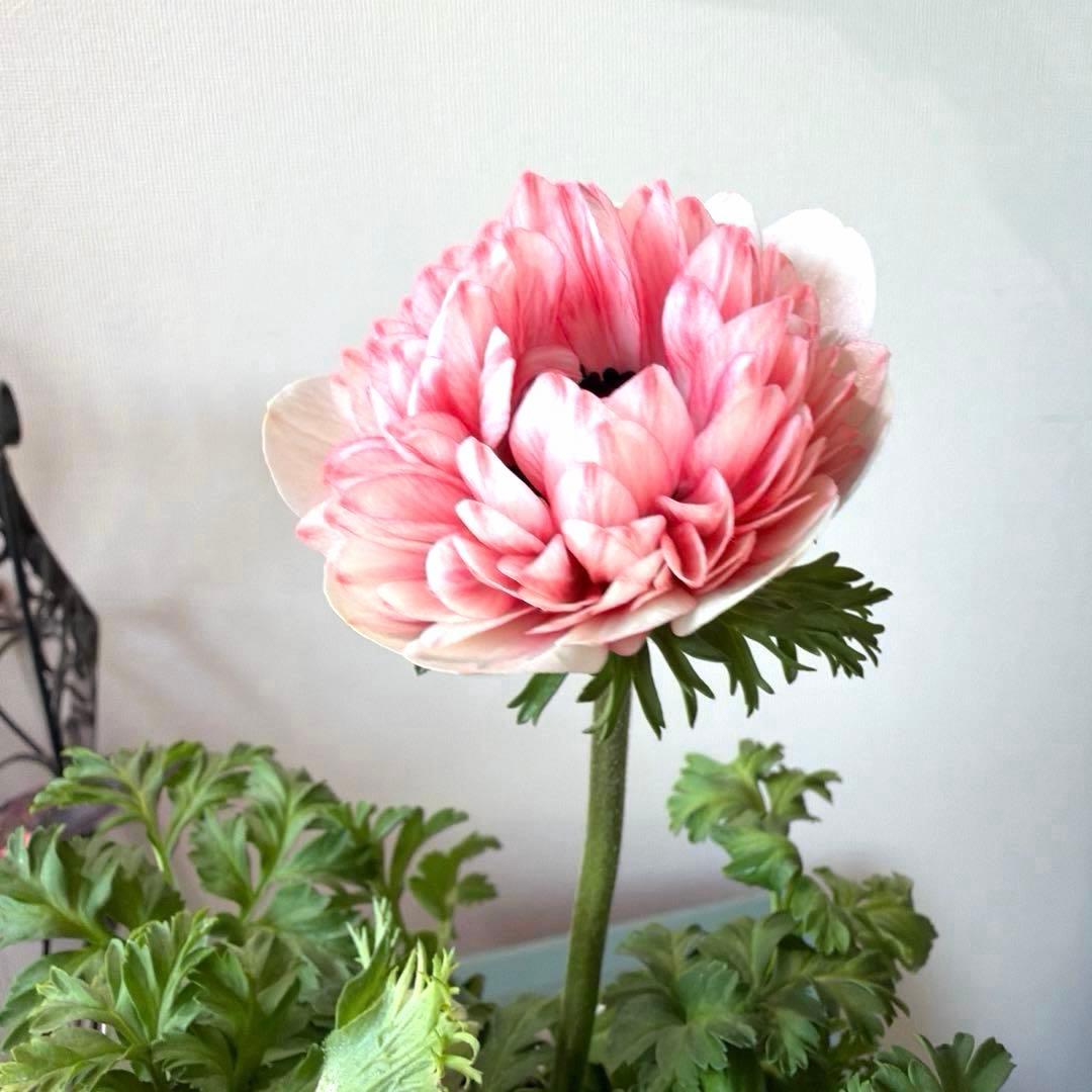 【1年株】八重咲きアネモネ momo もも　オフホワイト赤みピンク系《2/5》