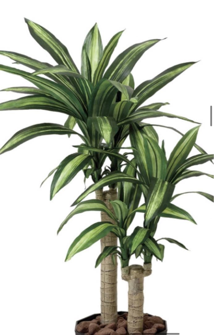 光触媒　人工観葉植物　フェイクグリーン　マッサン　幸福の木 高さ 1.1m