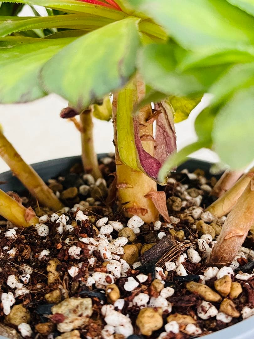 アエオニウム　チホァ（知否）群生株　#1510 メルカル便発送