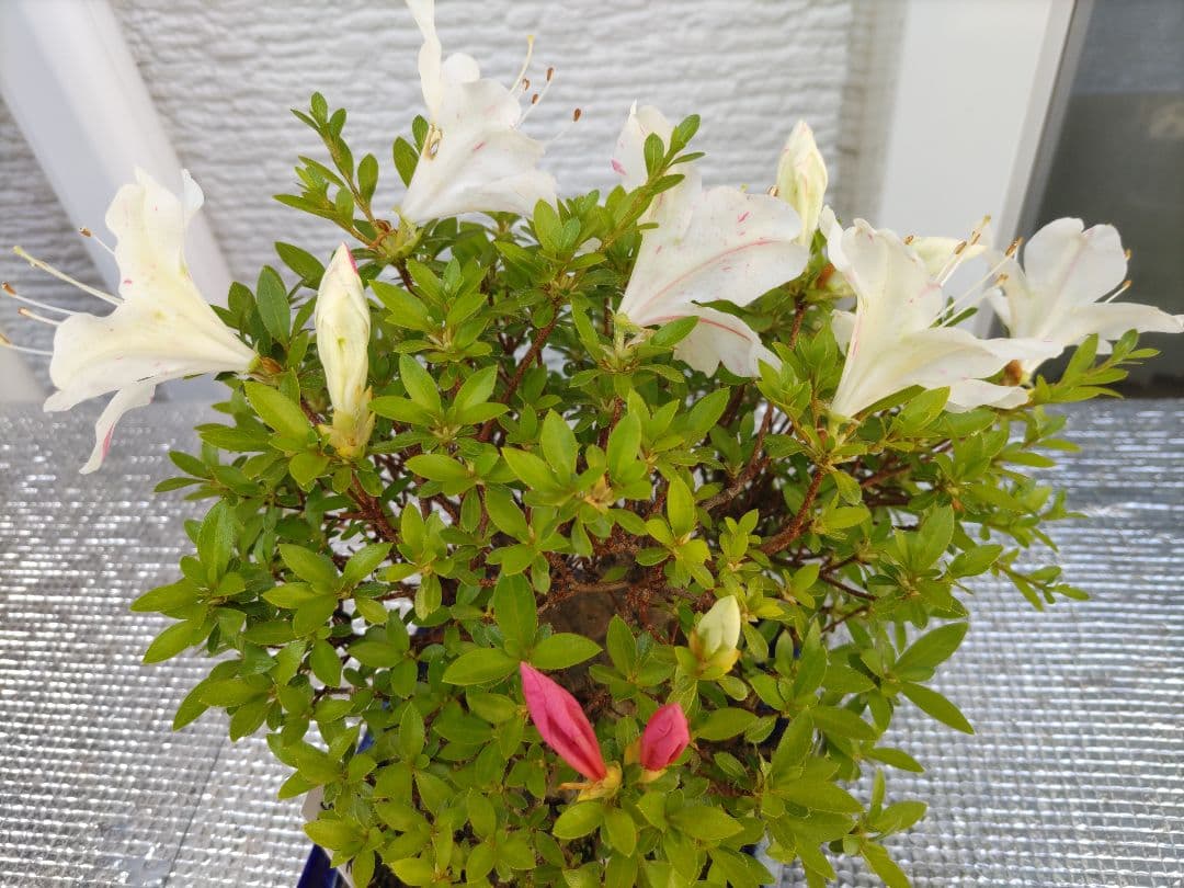 皐月　　品種、明美の月　　早い者勝ち