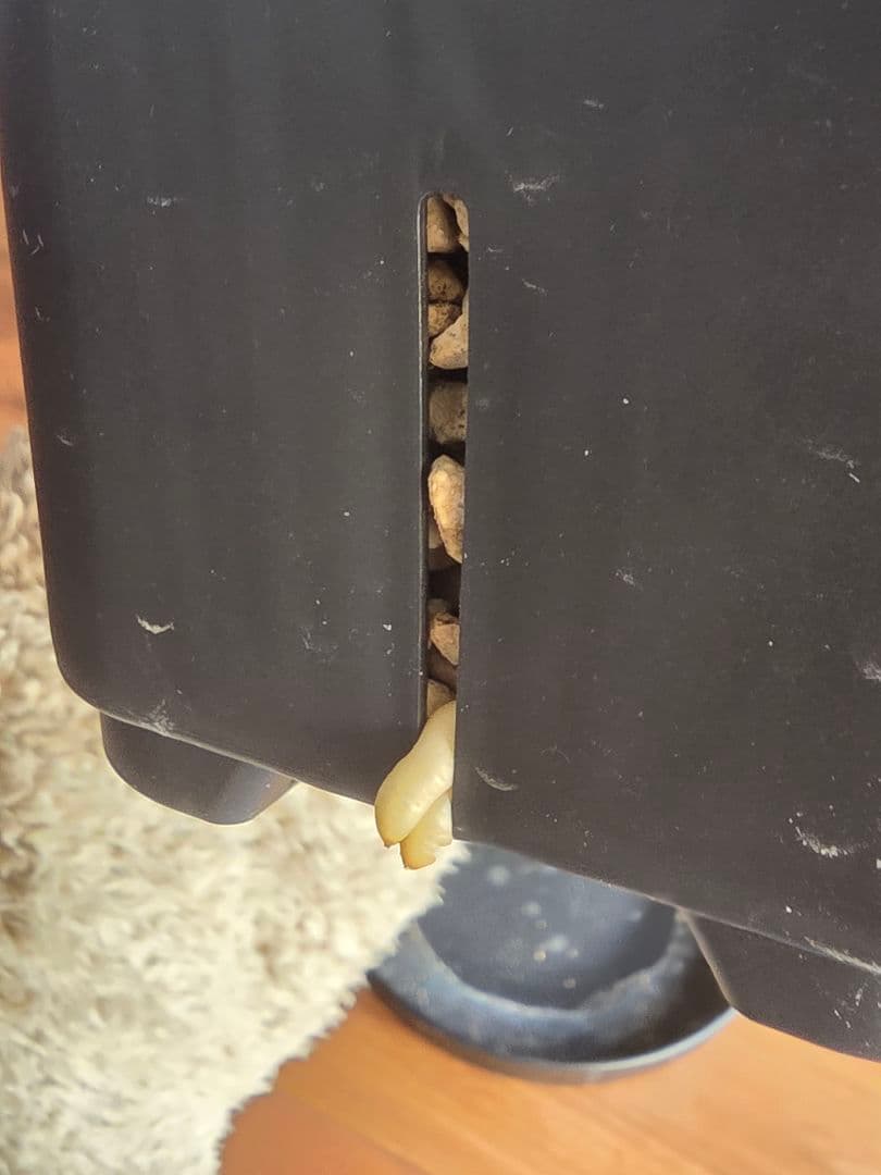 某有名店実生】アガベ オテロイ 発根済み 美株 16cm鉢 鉢ごと発送