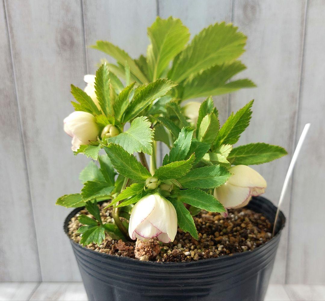 クリスマスローズ 加藤農園② リトルプリマヴェーラ系 多花 花苗 5号 1