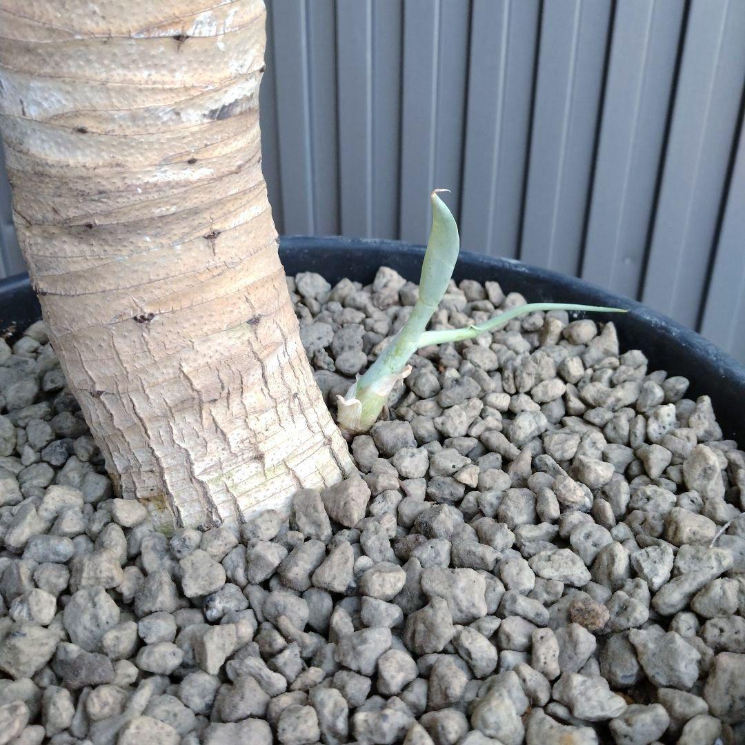 24 アガベ アテナータ ハンチントンブルー (スーパーノヴァ) - メルカリ