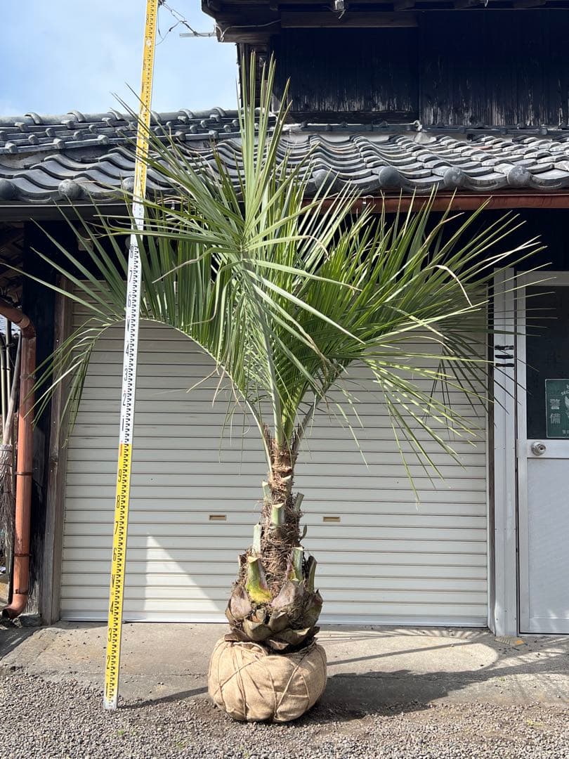 ココスヤシ 超極太株 カルフォルニアスタイル 高さ約2メール 送料込み