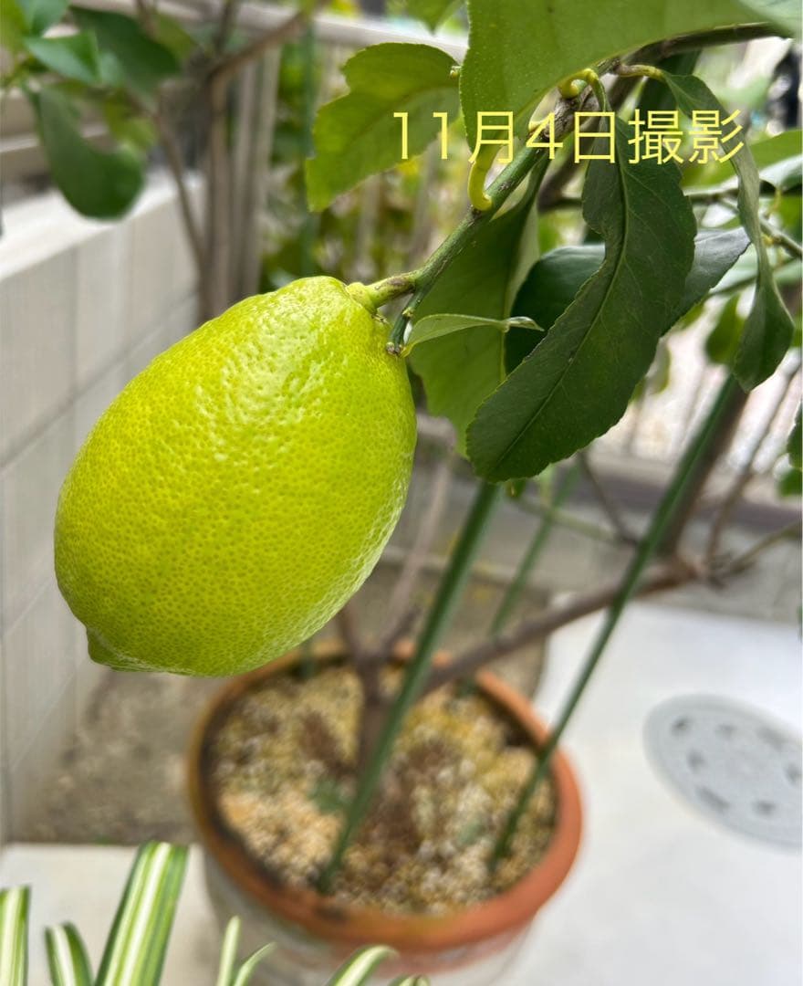 ◾️レモンの木☆ 実のなる木