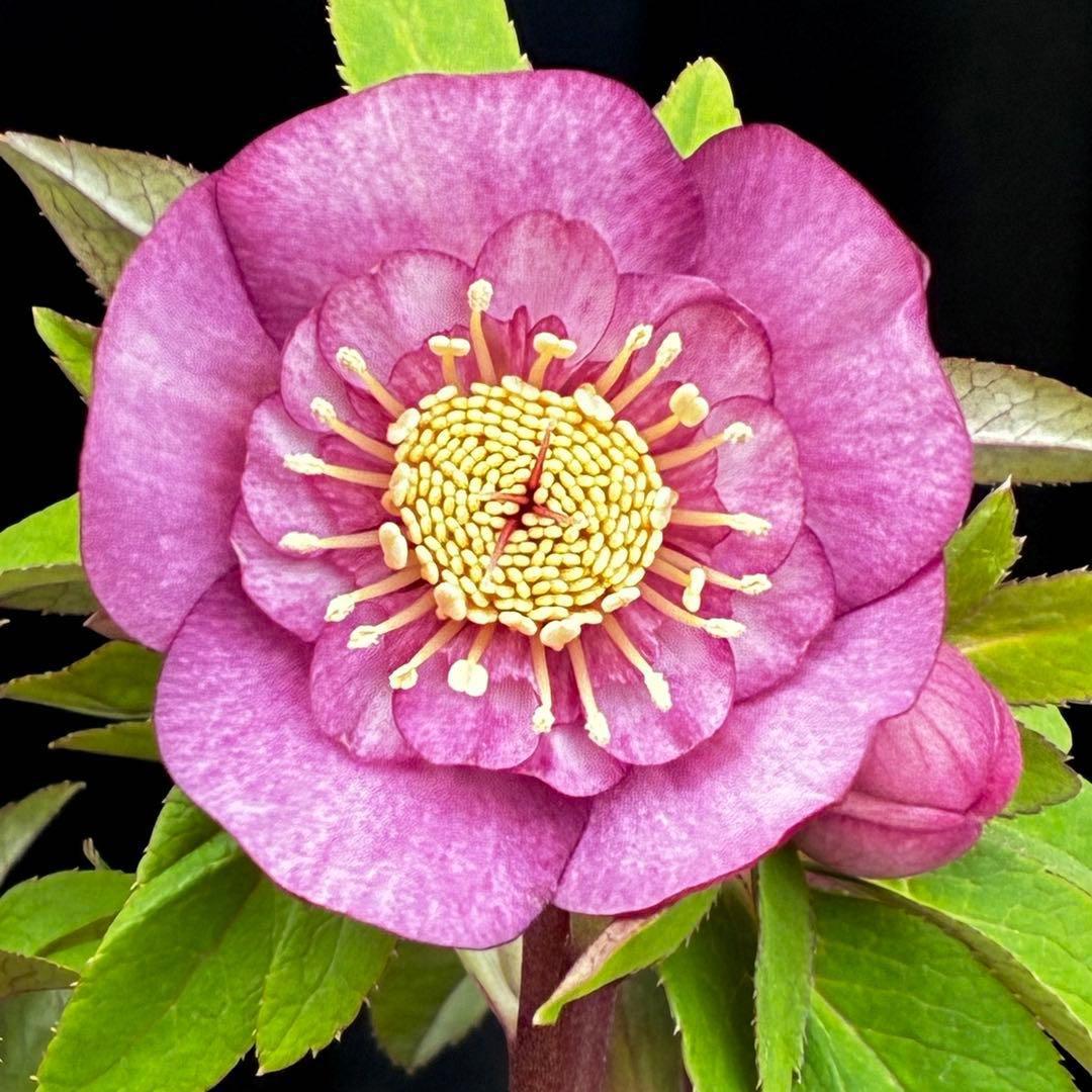 A*️様 3587☘️蕾花付き☘️極上☘️7号☘️⭐️SD⭐️ピンクオーレア⭐️