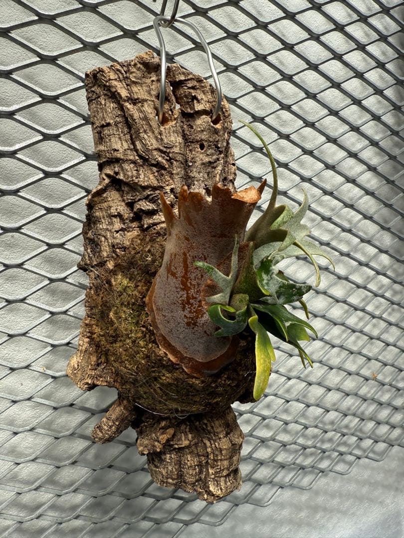 【超大株】ビカクシダ フーンシキ ★親株＋子株2付　★オマケ★ジェイドガール付き