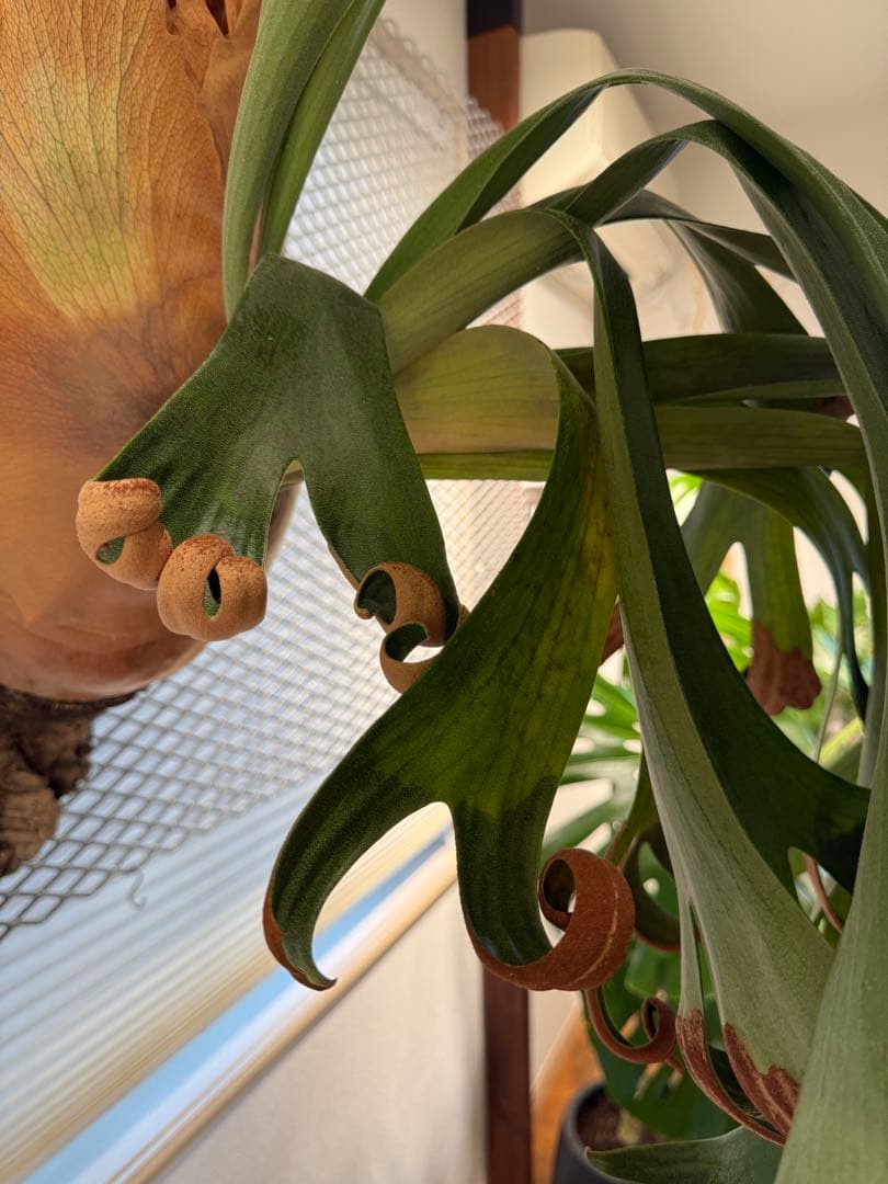 【超大株】ビカクシダ フーンシキ ★親株＋子株2付　★オマケ★ジェイドガール付き