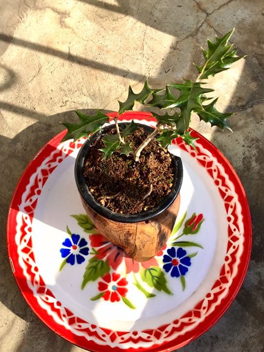 12/10にわたしの里山で見つけた小さな可愛いヒイラギさん/野生/元気いっぱい