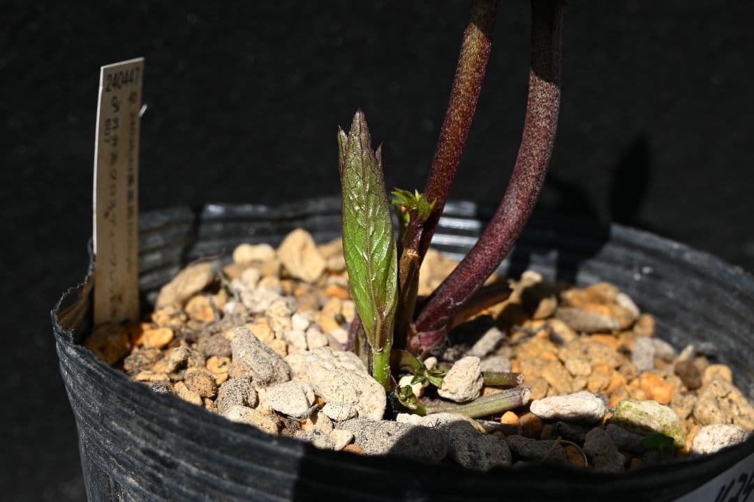 クリスマスローズ 多弁系ブラック 加藤農園 - メルカリ