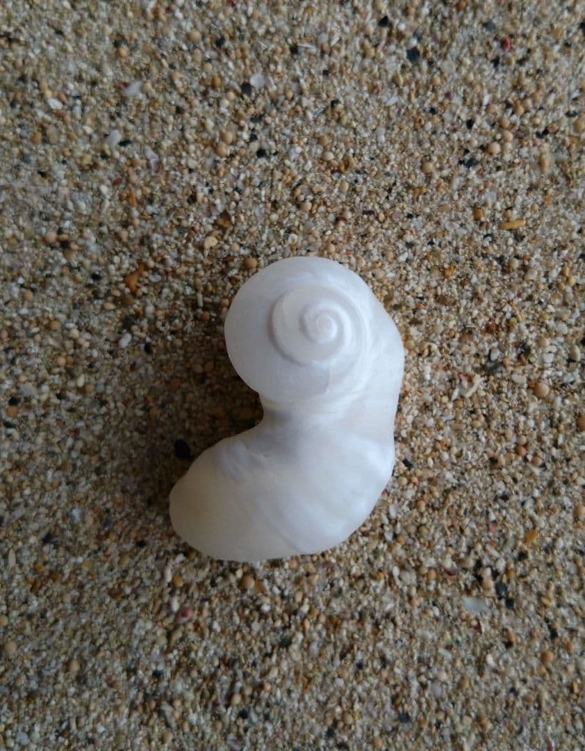 【希少】優美なお姿☆ ケオン パワーストーン 原石 イシカブラ 貝殻 標本 巻貝