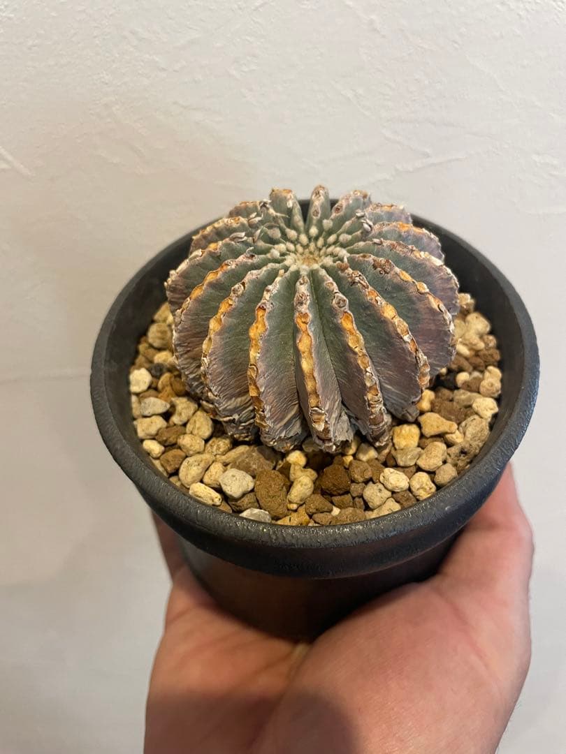 コピアポア メキシカーナ グラキリス オペルクリカリア 希少現地球