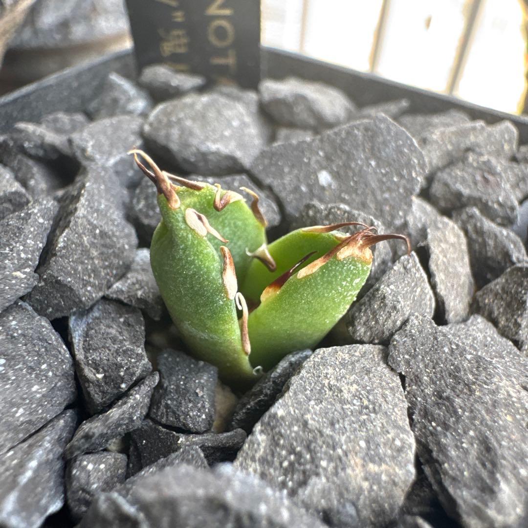 有名趣味家血統】アガベ⭐︎チタノタ⭐︎鬼爪⭐︎子株⭐︎台湾lize