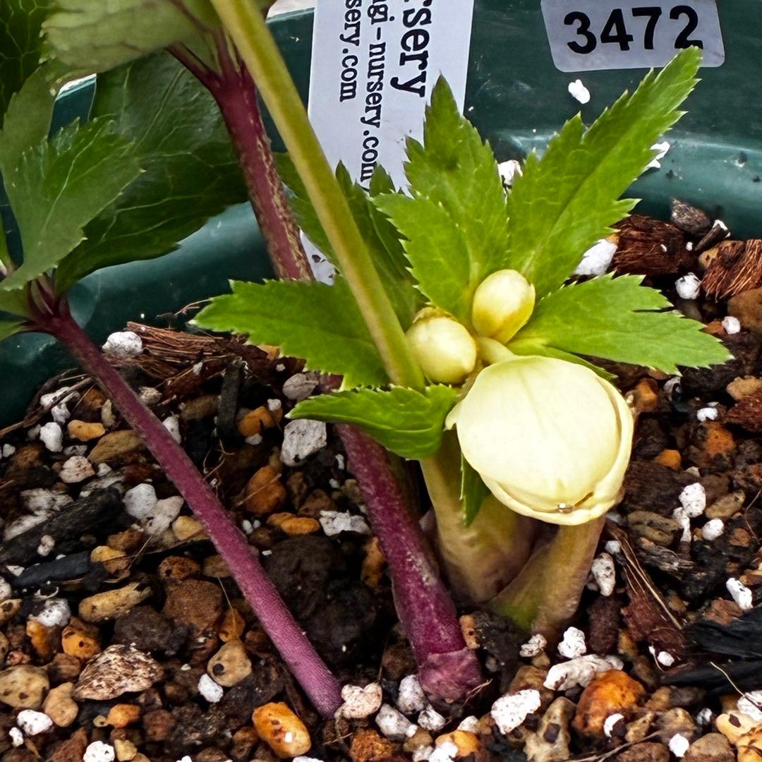 b*o様 3472☘️蕾タグ付☘️SD⭐️マリエ⭐️超小〜小輪カップ⭐️オーレア