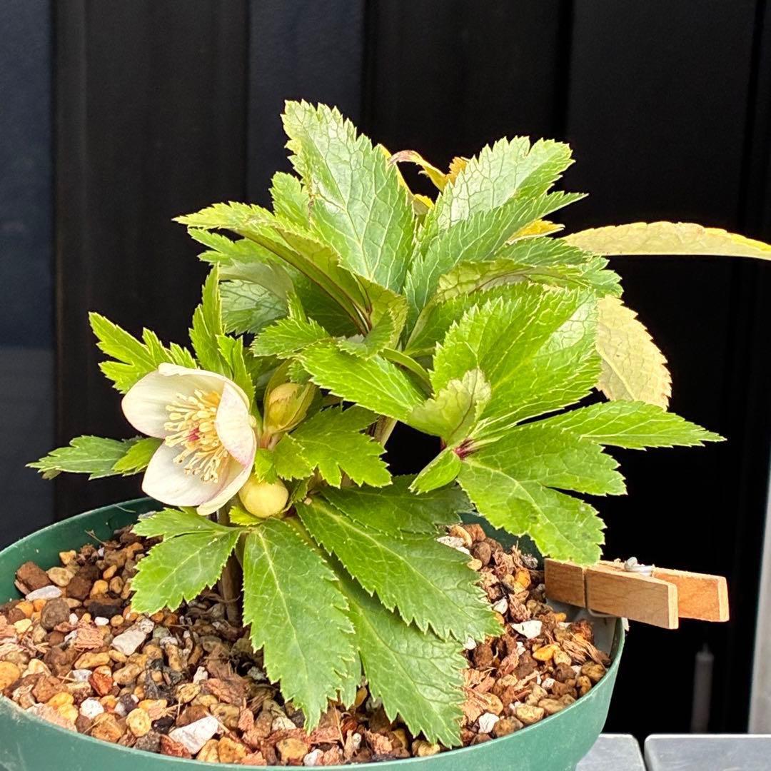 b*o様 3472☘️蕾タグ付☘️SD⭐️マリエ⭐️超小〜小輪カップ⭐️オーレア