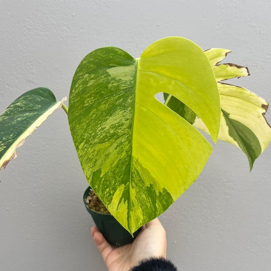 発色最高】黄斑 モンステラ ボルシギアナ オーレア - メルカリ