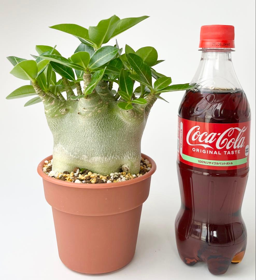 極美/激レア/ドワーフ/極太】アデニウム アラビカムV2ハック鉢植えE-6