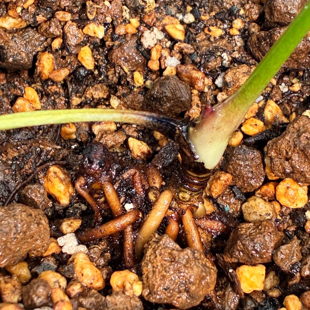 ラ*ク様 ❤️根っこ充実❤️1291 【超小輪　繊細ぼかし　アトロ交配】