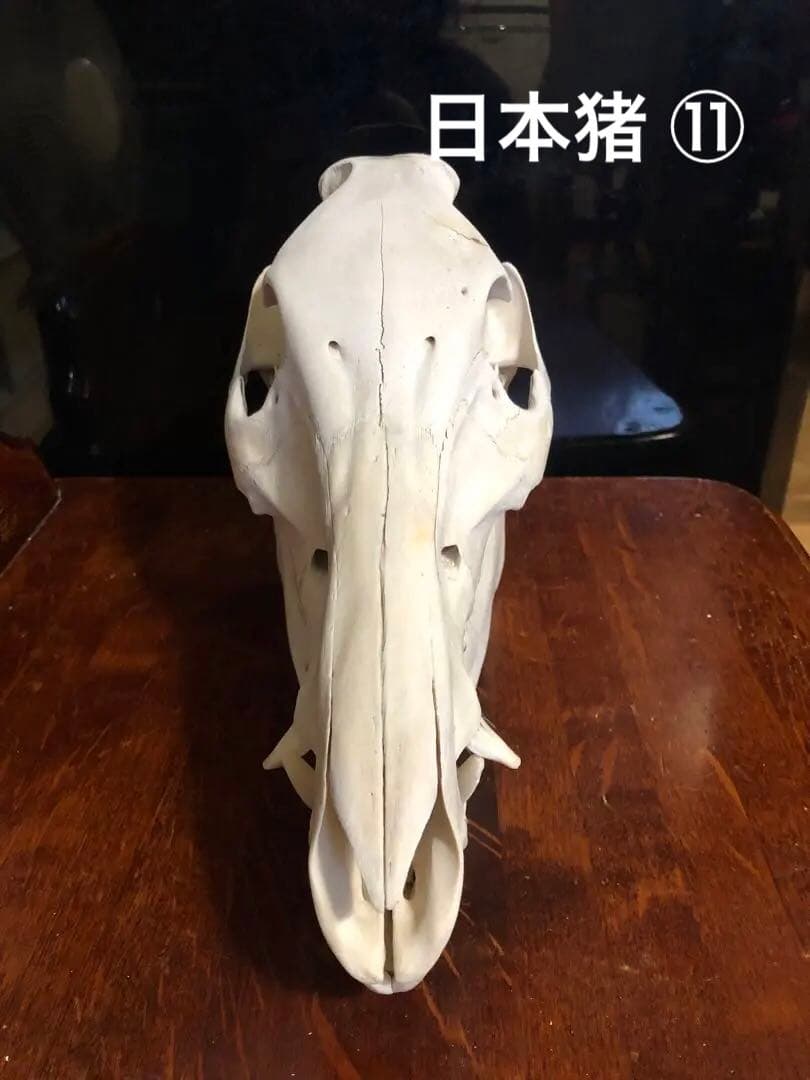 天然 日本猪 頭蓋骨 ⑪ - メルカリ