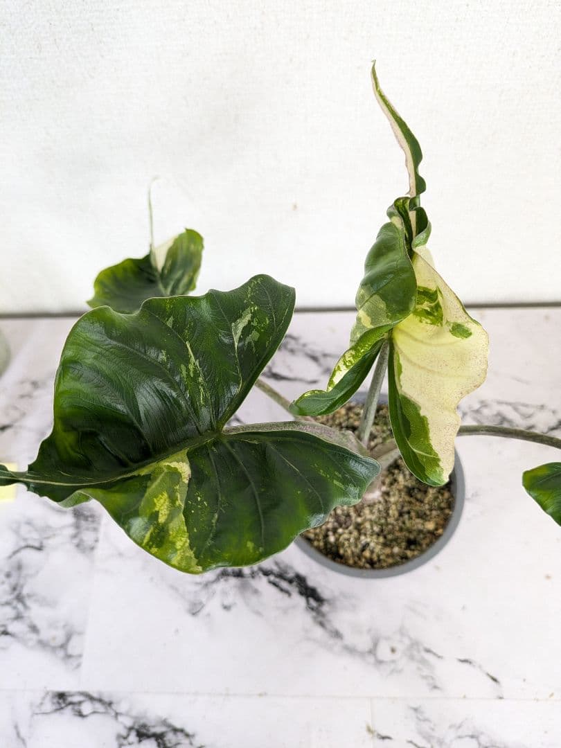 アロカシア　スティングレイ　アルボ（白斑入り） 斑入りのアロカシア・スティングレイ。月曜日に行こう！ : r