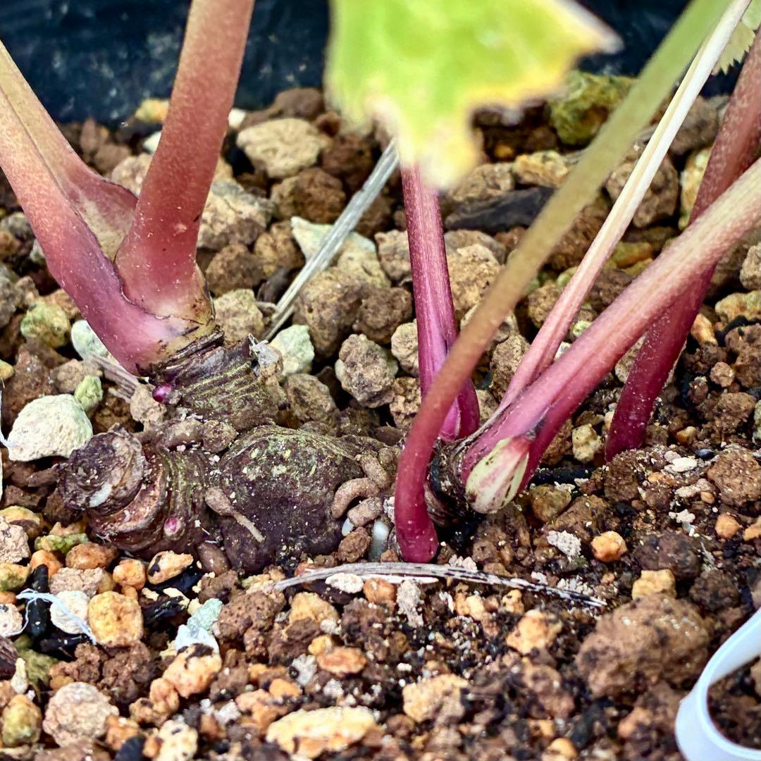 ヒ*ロ様 ❤️超元気❤️開花株❤️超大株❤️619【Ashwood】【親株】【E