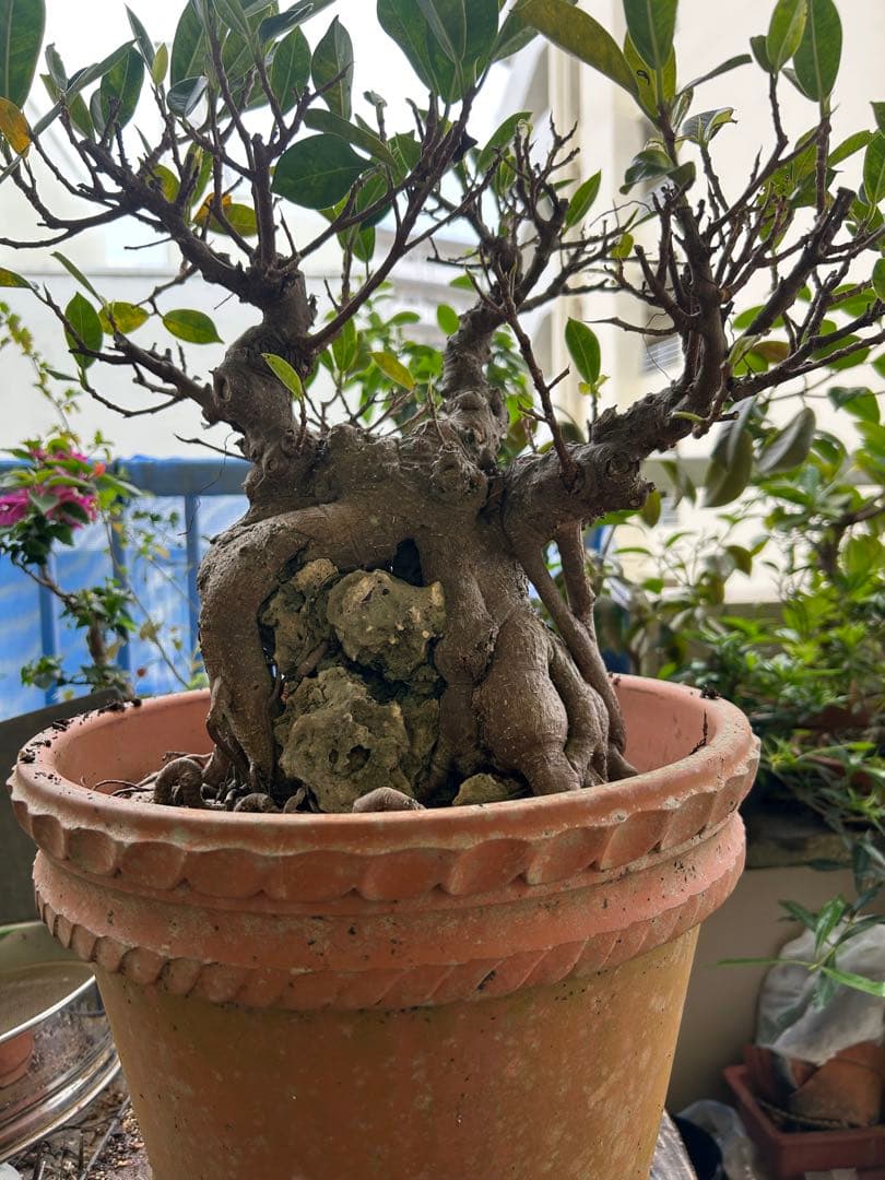 石付き中品ガジュマル盆栽 - メルカリ