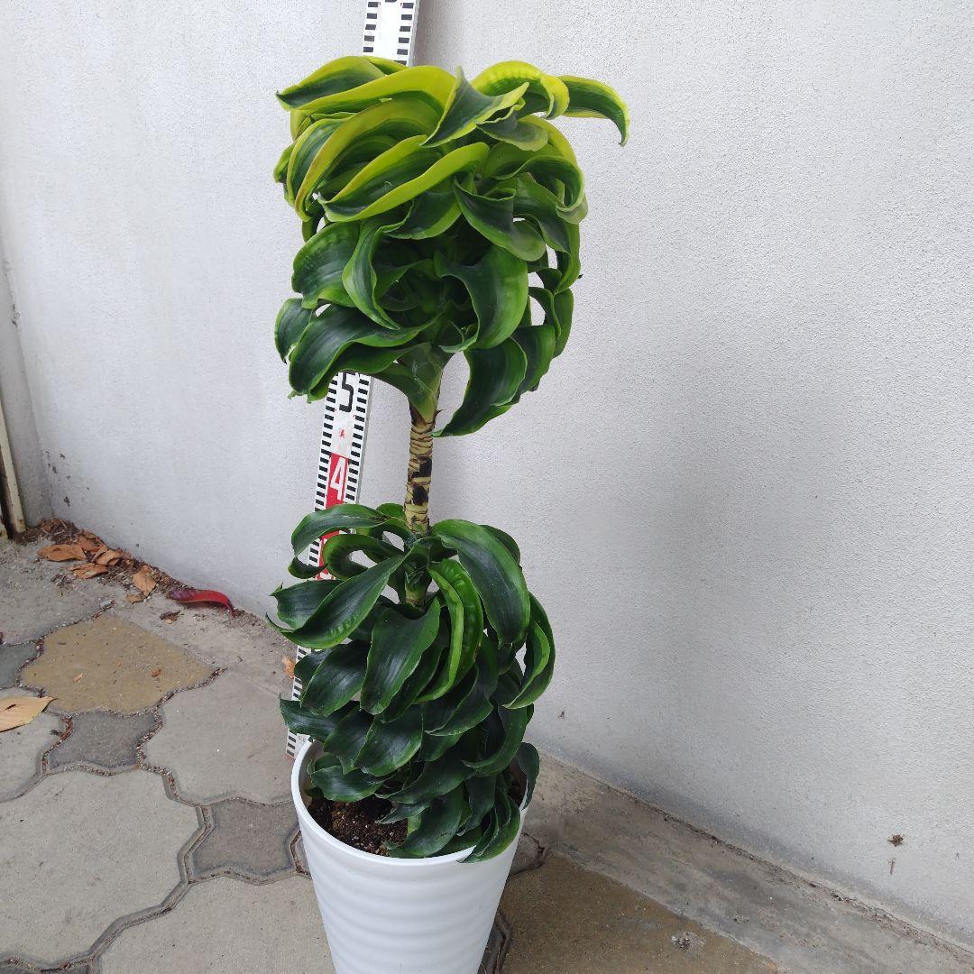 №５３６７ 宅配便　ドラセナ　トルネード80