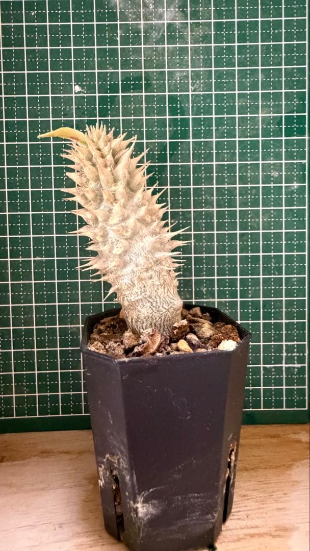 パキポディウム グラキリス 有望実生 株 - メルカリ