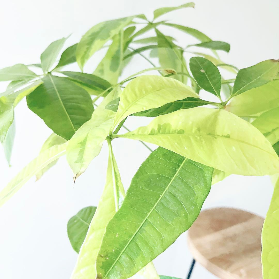 《希少》パキラ ムーンライト アートスポット仕立て 観葉植物 大型 室内