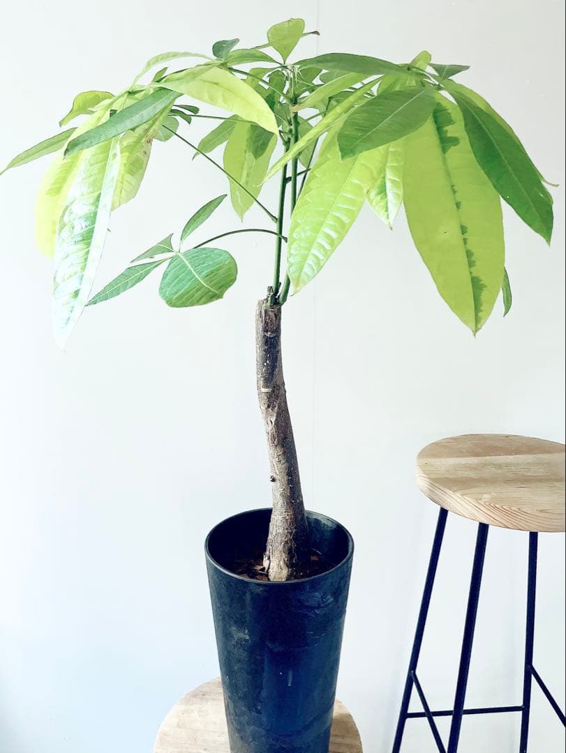 《希少》パキラ ムーンライト アートスポット仕立て 観葉植物 大型 室内