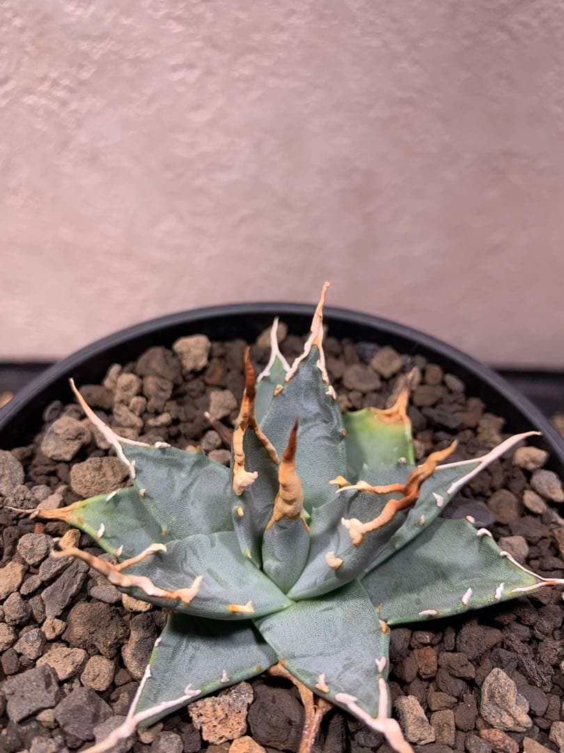 アガベ エボリスピナ実生 - メルカリ