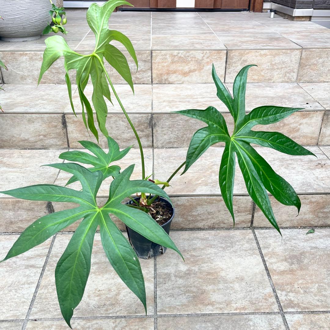 【大特価】アンスリウム　ペダトラディアツム　No.013　鉢、送料込　メルカリ便 アンスリウム ペダトラディアツム 5号＊ - メルカリ