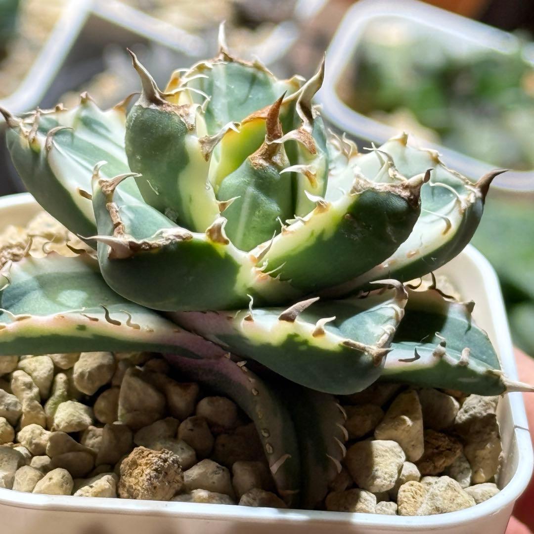 アガベ_姫厳竜錦 TC アガベ チタノタ 姫厳竜 Agave titanota 美株 多肉植物 珍奇植物 静岡