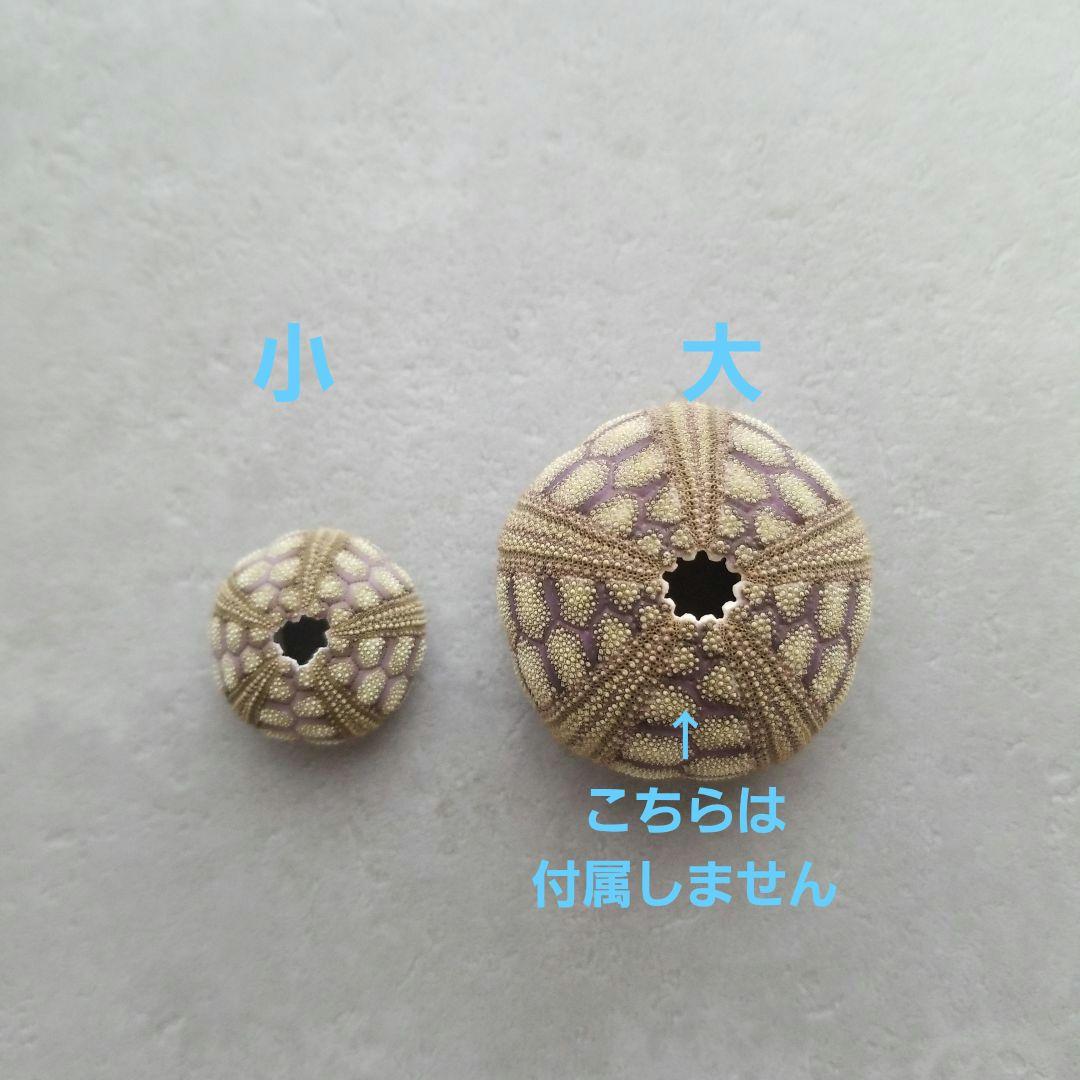 Microcyphus rousseaui ウニ殻 小の通販｜coupongo.ca