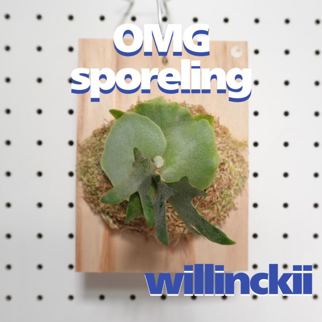 ビカクシダ OMG ウィリンキードワーフ 板付　O-1 ビカクシダ OMG ウィリンキードワーフ 板付 O-6 - メルカリ