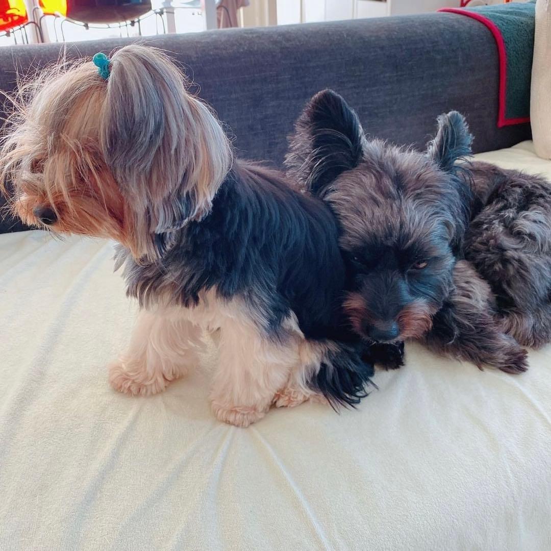 ゆぅ Amazon.co.jp: Z/X -Zillions of enemy X- スタートダッシュデッキ 第7