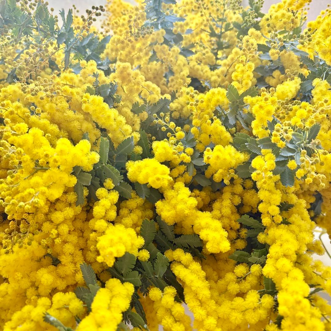 ◇フレッシュ 保湿あり◇ ミモザ 花材詰め合わせ ドライフラワー 80