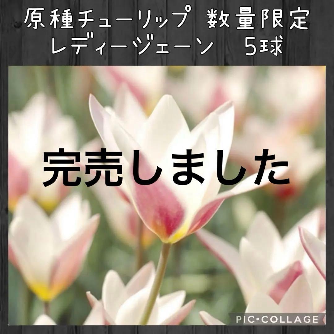 【球根】原種 チューリップ レディージェーン　5球　数量限定　在庫少なめ 園芸ネット本店｜チューリップ（原種系）：レディージェーン5球入り