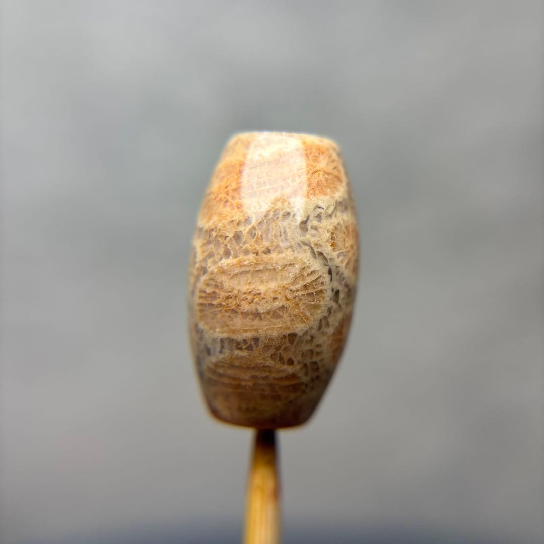 あずきちゃんフォッシルコーラル　天珠　1-299