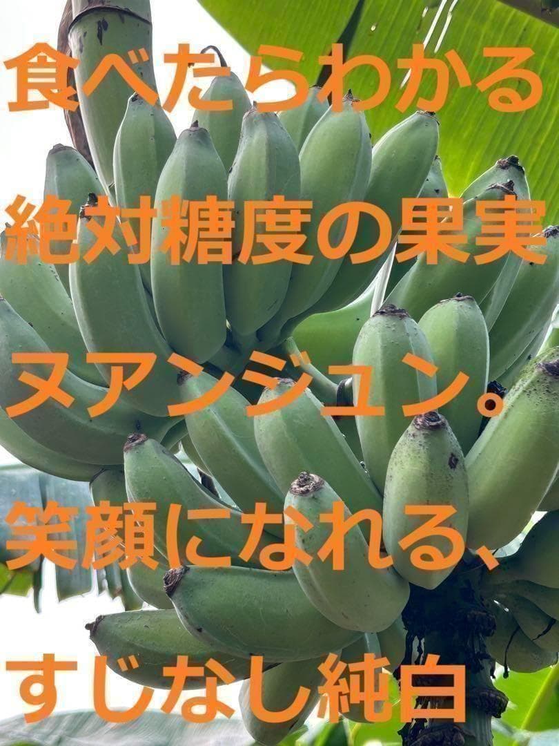 篠塚昭男様、専用出品◆５苗セット＝ヌアンジュンバナナ、100㎝同時梱包。