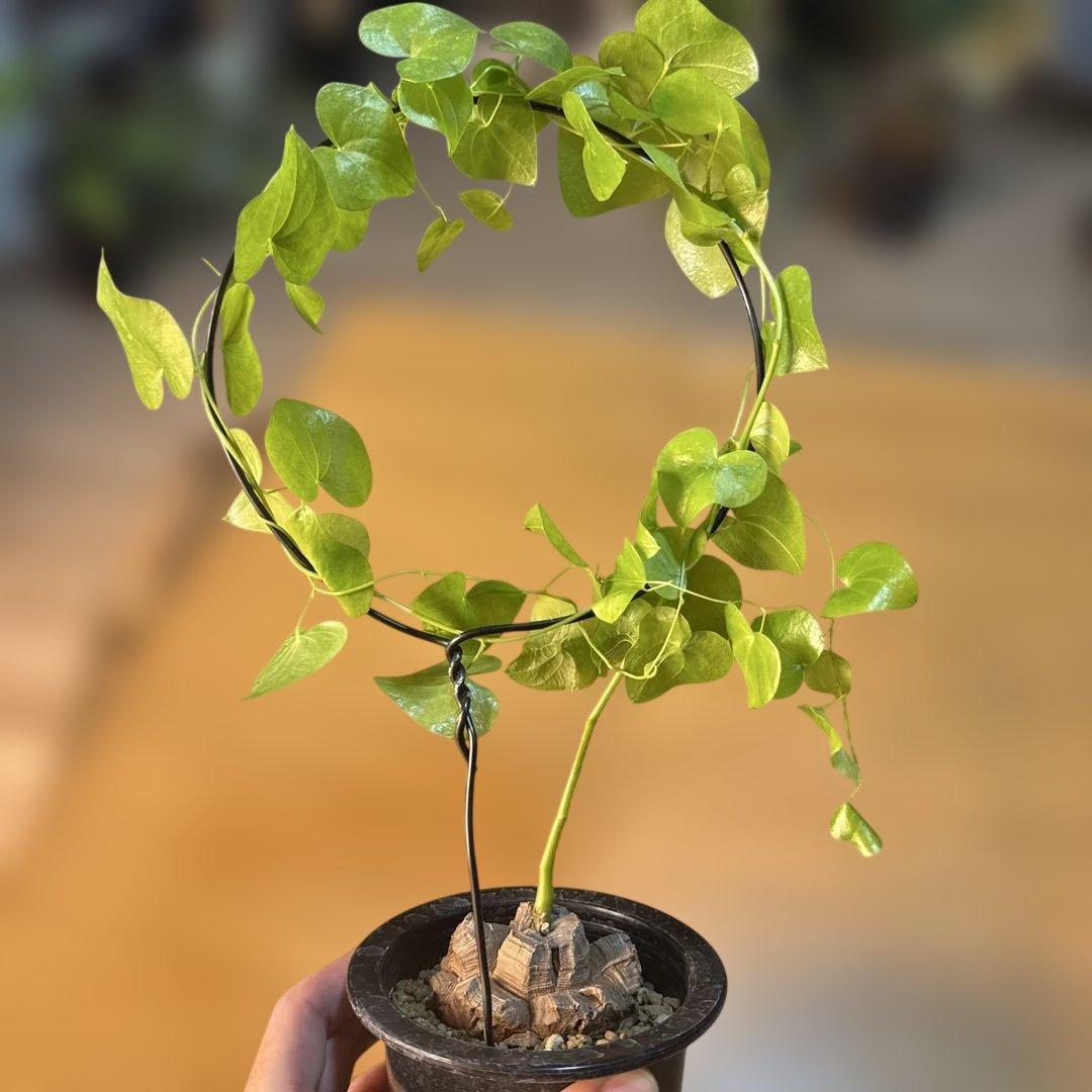 極上】亀甲竜 5号ロングポット バキバキ 速達 塊根植物 コーデックス